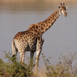 Giraffe Sticking Tongue Out